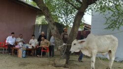 Pemkab Sergai Serahkan Sapi Kurban untuk PWI, Pererat Sinergi dengan Insan Pers