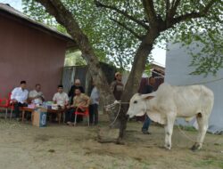 Pemkab Sergai Serahkan Sapi Kurban untuk PWI, Pererat Sinergi dengan Insan Pers