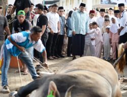 Bobby Nasution Sholat Idul Adha 1447 H Bersama Warga Binjai, Pemprovau Salurkan 167 Hewan Qurban