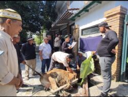 Hari Kedua Idul Adha, PB MABMI Sembelih Qurban 4 Sapi 6 Kambing
