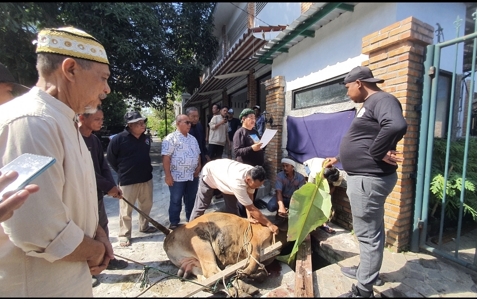 Hari Kedua Idul Adha, PB MABMI Sembelih Qurban 4 Sapi 6 Kambing
