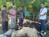 KKKS Tanjung Beringin Sembelih 5 Ekor Lembu Kurban, Perkuat Kebersamaan di Hari Raya Iduladha