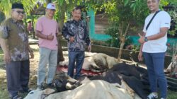 KKKS Tanjung Beringin Sembelih 5 Ekor Lembu Kurban, Perkuat Kebersamaan di Hari Raya Iduladha
