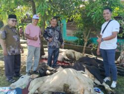 KKKS Tanjung Beringin Sembelih 5 Ekor Lembu Kurban, Perkuat Kebersamaan di Hari Raya Iduladha