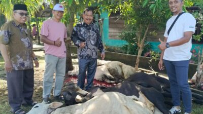 KKKS Tanjung Beringin Sembelih 5 Ekor Lembu Kurban, Perkuat Kebersamaan di Hari Raya Iduladha
