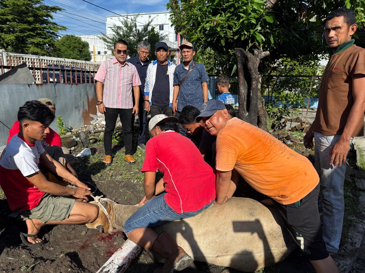 PWPM Sembelih Dua Hewan Qurban Bantuan Wali Kota Medan 2 PWPM Sembelih Dua Hewan Qurban Bantuan Wali Kota Medan