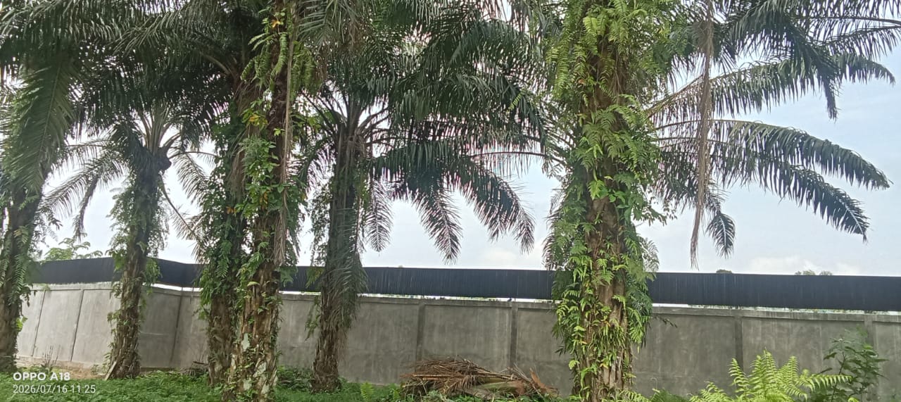 Bangunan Tembok Ratusan Meter di Dusun IV Tanjung Alam Diduga Bodong