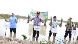 Tanam Serempak, Bupati Darma Wijaya Dorong Penguatan Pertanian Sergai