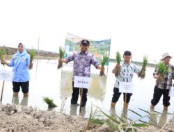 Tanam Serempak, Bupati Darma Wijaya Dorong Penguatan Pertanian Sergai
