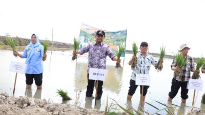 Tanam Serempak, Bupati Darma Wijaya Dorong Penguatan Pertanian Sergai