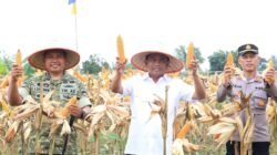 Panen Raya Jagung, Bupati Sergai Apresiasi Peran TNI 5 Panen Raya Jagung, Bupati Sergai Apresiasi Peran TNI