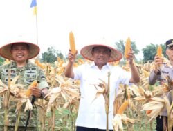 Panen Raya Jagung, Bupati Sergai Apresiasi Peran TNI